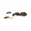 Camponotus barbaricus